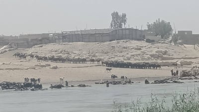 جواميس أم خشم لا تؤثر على شط المشخاب!.. البيئة سحبت العينّات وأعلنت النتائج