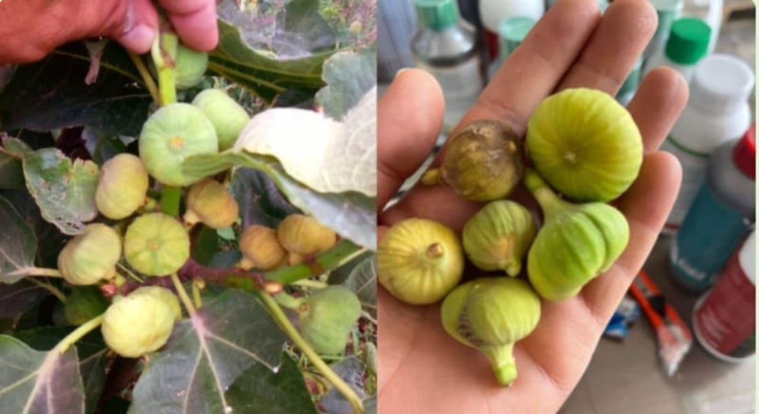 Disease hits famed Akre fig orchards