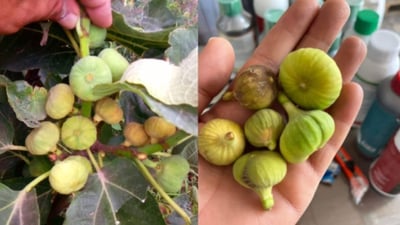 Disease hits famed Akre fig orchards