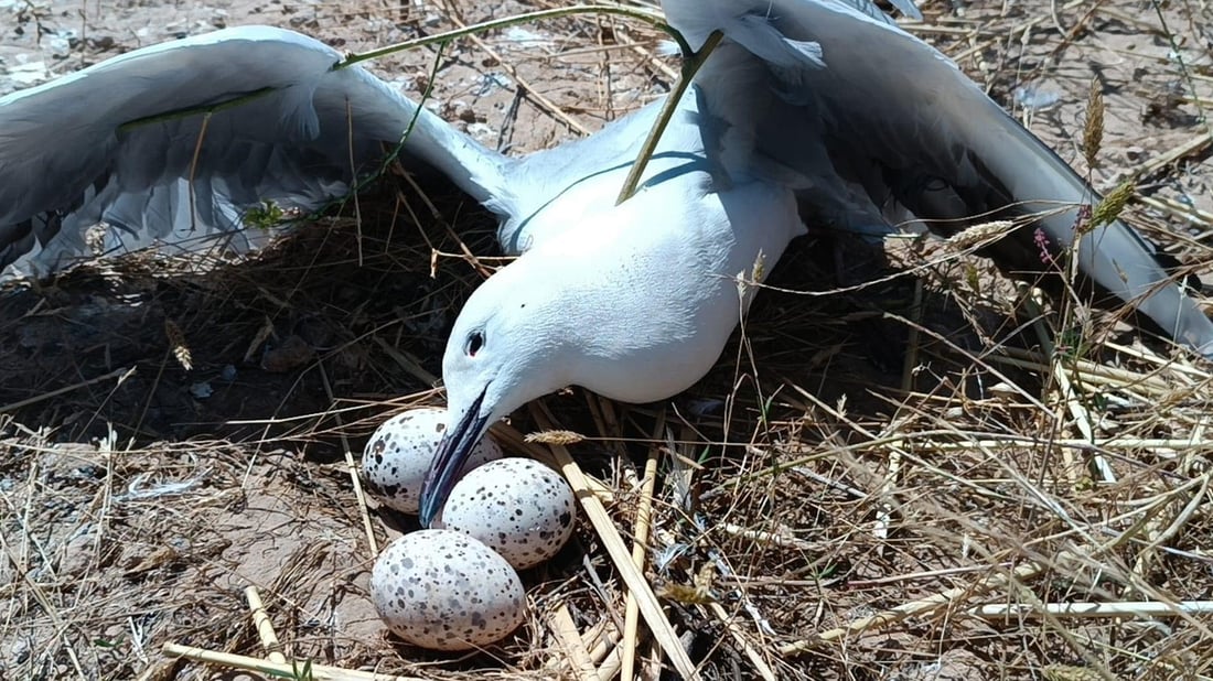 Cause of mass gull death yet to be determined
