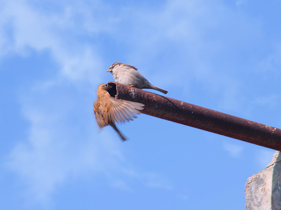 چۆلەکەی پاساری لەشار دورکەوتوونەتەوە