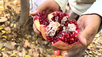 “الافتخارات” تبيع ربع طن يومياً.. رمان هذا العام بلا أخطاء ولم يمسه الصقيع (فيديو)