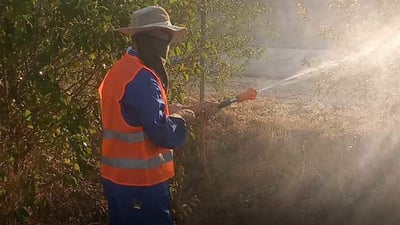 شارەوانیی چەمچەماڵ دارەکانی دەڕشێنێت