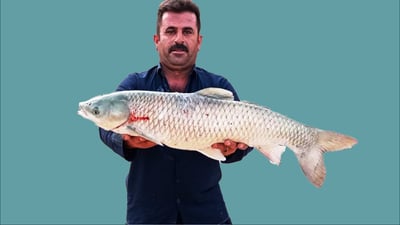 چه‌مى ئاوه‌سپی ماسی گه‌وره‌ى لێ په‌یدا بووه‌