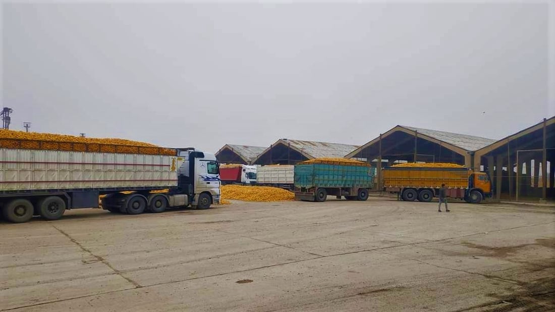 بقرار وزاري.. بابل تخسر مركزها الأول بزراعة الذرة وترفض استلام المحاصيل