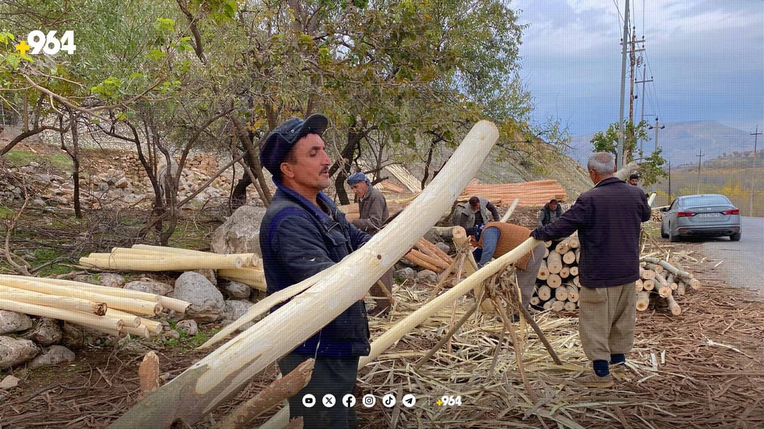ئه‌سپینداره‌كانی دۆڵی ئالانە پێش کاتی خۆیان بڕانه‌وه‌