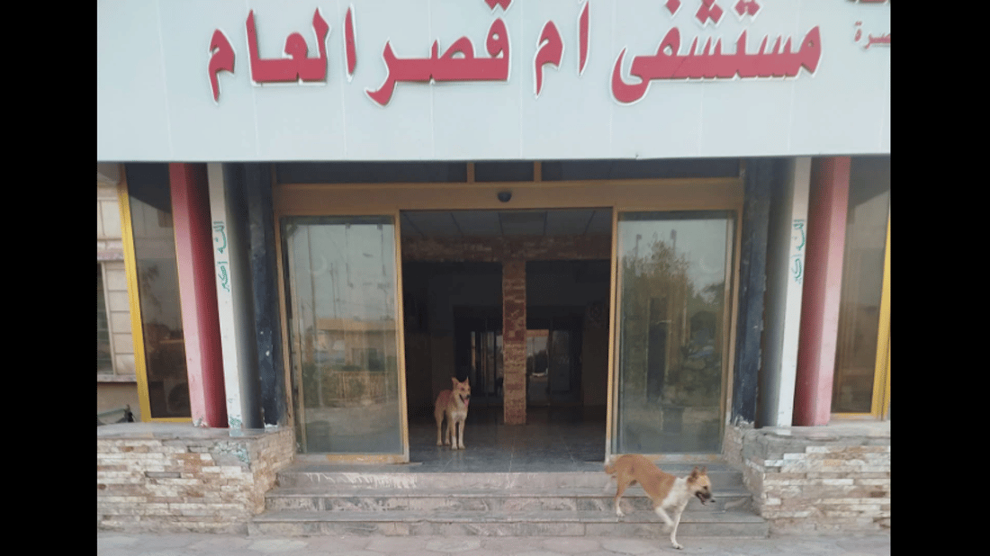 توضيح حول انتشار الكلاب السائبة في مستشفى أم قصر
