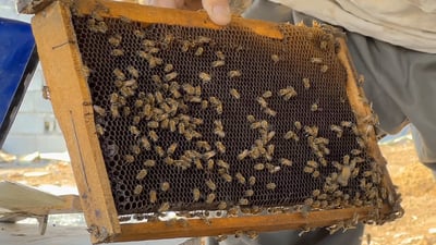 ئەمساڵ بەرهەمی هەنگوین لەپشدەر لە نیوە کەمتر بووەتەوە