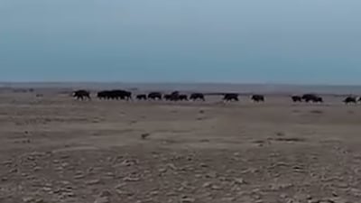 25 خنزيراً برياً تجتاح كبيسة والأهالي يربطون ظهورها بالصيد الجائر للضباع