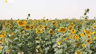 Farmer successfully grows sunflowers in Muthanna’s desert region