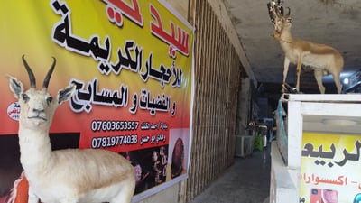 “لسنا مشعوذين”.. حيدر الحلي يوفر لزبائنه الغزال المحنّط وأحجاراً كريمة (صور)