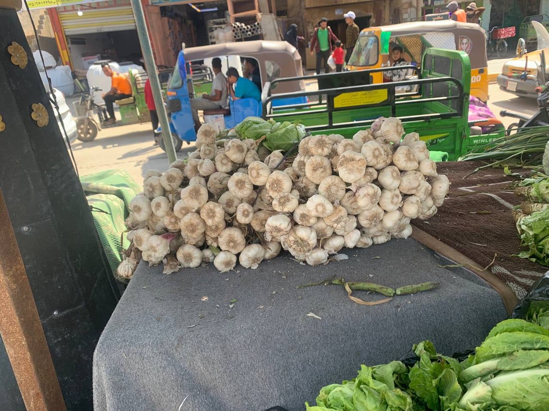 أبو غريب: ارتفاع أسعار محصولي البصل والثوم مع بدء موسم حصاد المحلي منهما