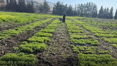 Agricultural researchers study 40 lentil varieties to find optimal type for cultivation