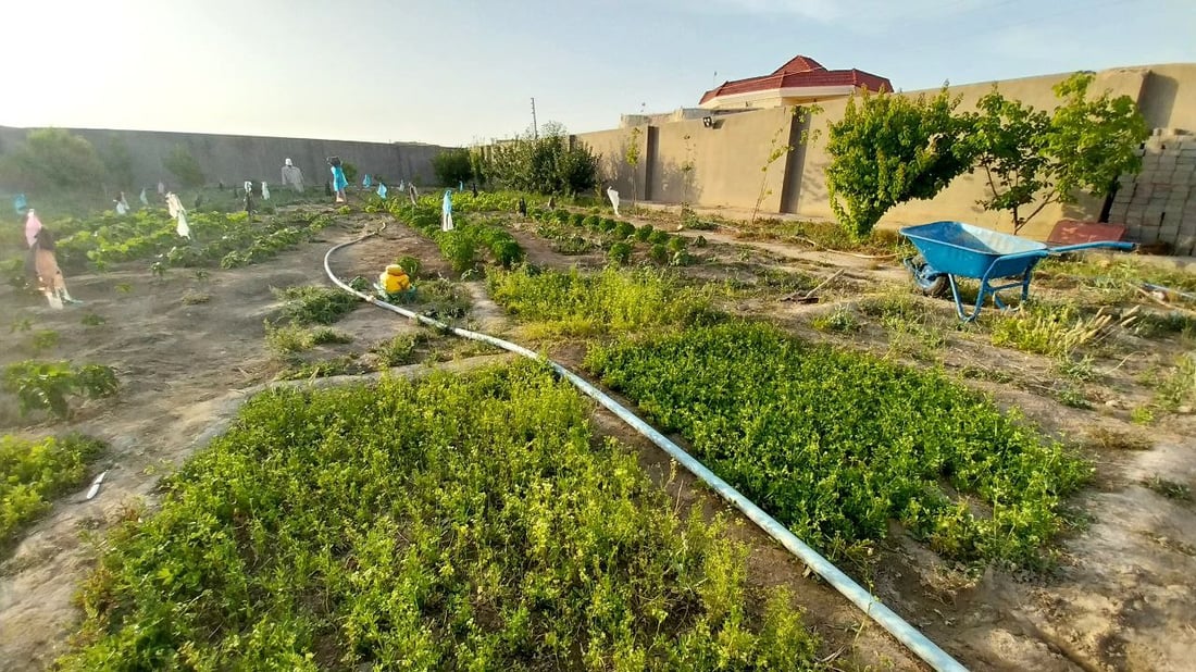 صور من القائم: حدائق منزلية تزرع الباميا والفلفل.. “طعمها طيب وتُغني عن السوق”