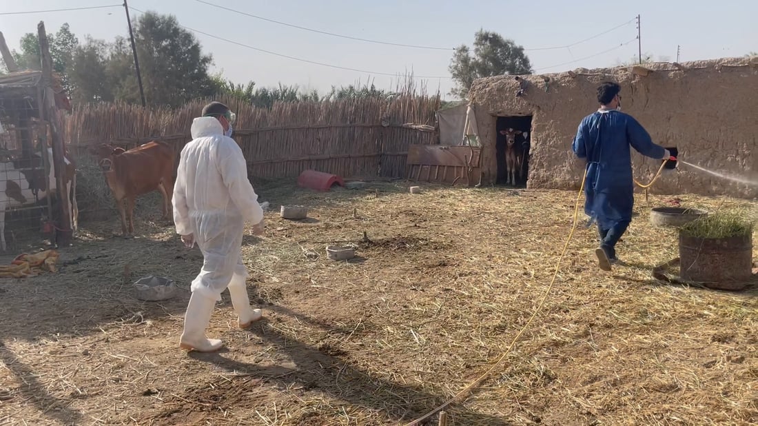 صور: علوة مواشي الناصرية معفّرة قبيل العيد لكن الجزارين قلقون من تسرب القرادة