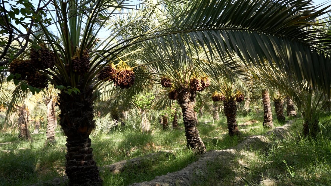 الزراعة تؤكد: إنتاج التمور هذا العام أفضل وأعلى من الموسمين الماضيين