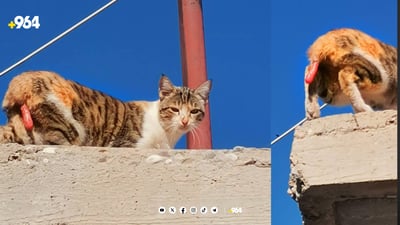 کلکی پشیلە دەبرێت بۆ کەرکوک