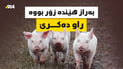 بەرازە کێوییەکان تێکدەر و بخۆری ژمارەیەک ناوچەن لە سەڵاحەدین