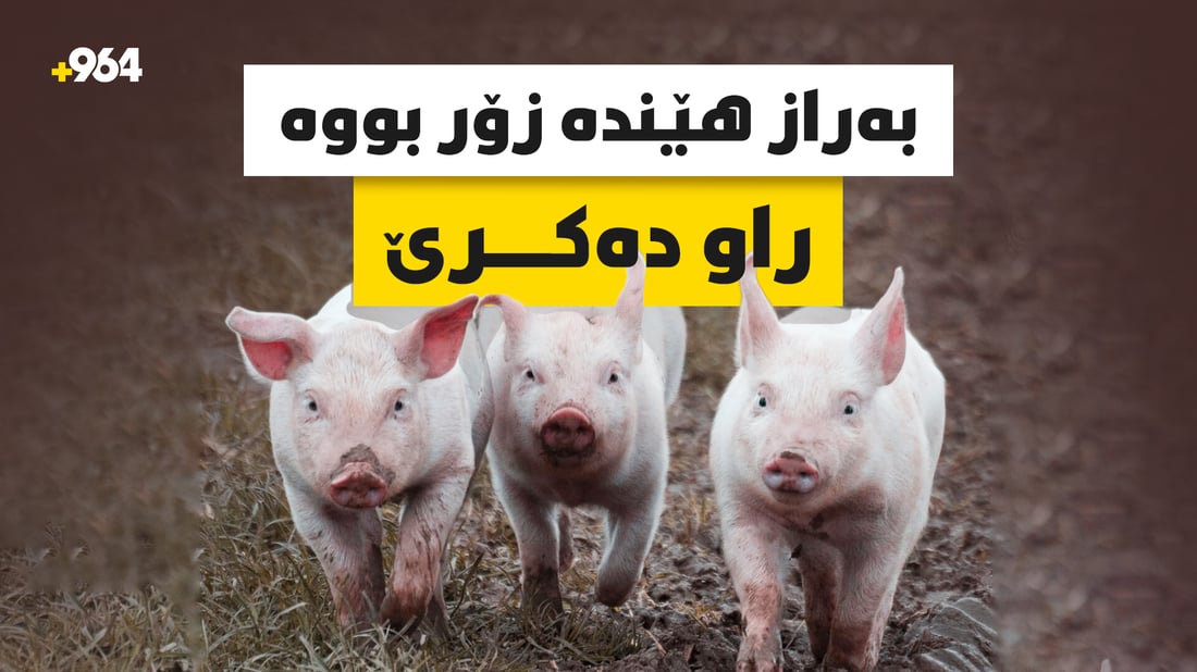 بەرازە کێوییەکان تێکدەر و بخۆری ژمارەیەک ناوچەن لە سەڵاحەدین