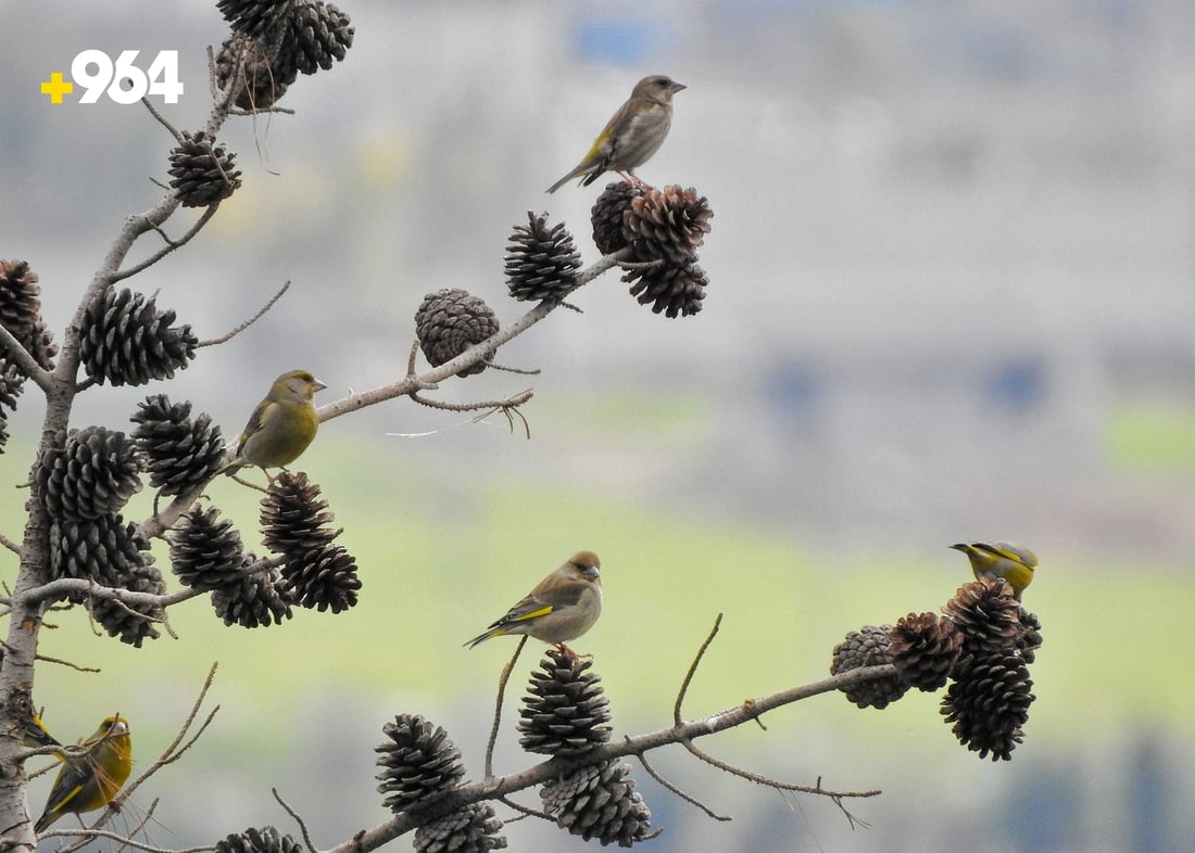 باڵنده‌ كۆچه‌رییه‌كان لە هه‌رێمی كوردستانه‌وه‌ ده‌چنه‌ ناوچه‌ سارده‌كان