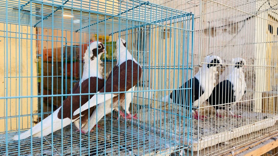 الطيور والقطط تشعل نزاعاً في ميسان بين الأطباء والتجار.. إنه موسم الأمراض