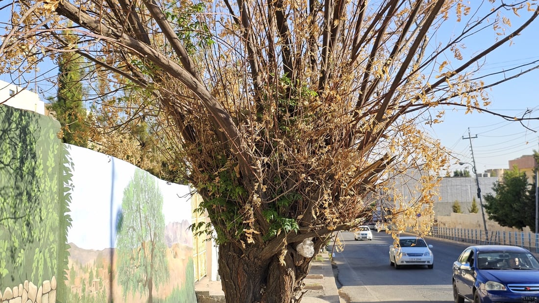 دار چەترەکانی شەقامی عەونی کۆیە زەرد هەڵگەڕاون و وشکبوون