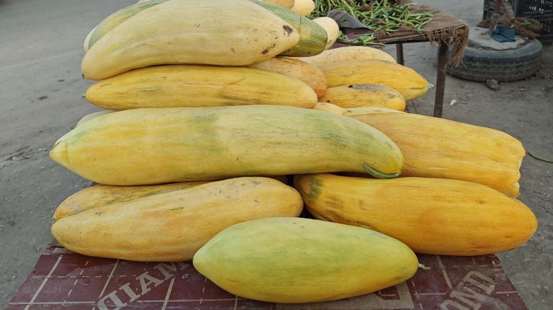 صور: هذا ليس بطيخاً ولا “عطروزي”.. سوق الحلة يحتفل بـ”السابوري” أو “خيار الماء”