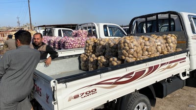 صور: بطاطا الرضوانية الشتوية لا تربح.. طن البذور بـ 27 ورقة!