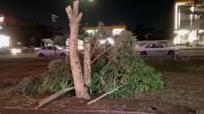 Shop owner fined nearly $4000 cutting down 10-year-old Albizia tree in Najaf