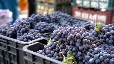 فيديو: الكوت لم تخسر أمام إيران سوى في التفاح.. فواكه الصيف العراقي تملأ العلوة