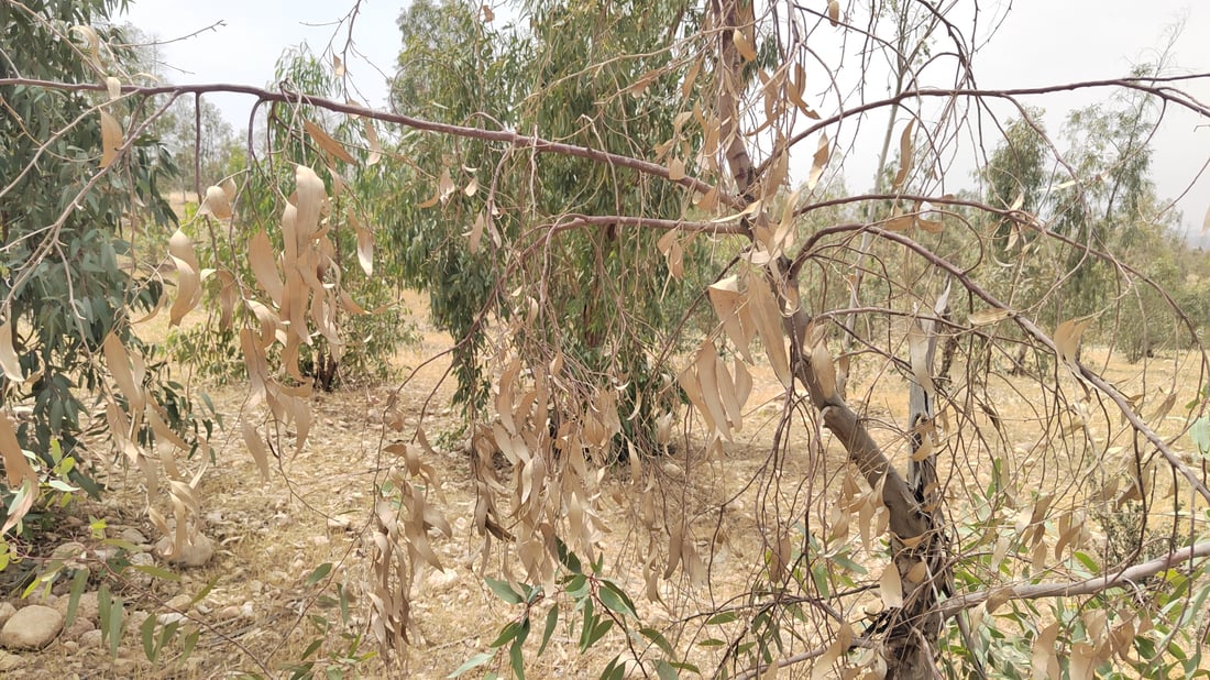 Neglect and lack of irrigation push Kalar’s Hazhar Forest toward deterioration