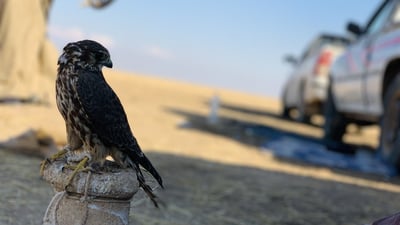 الطير الحر يدخل العراق من 3 محاور.. والصيادون ينتظرونه بمصيدة الشاهين (فيديو)