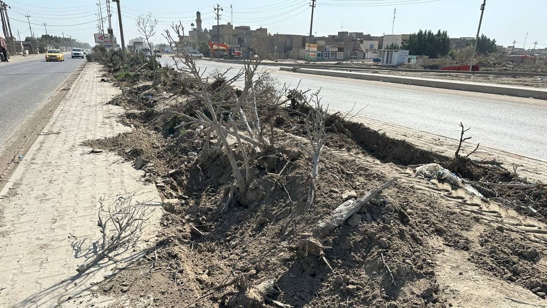 بلدية الديوانية تقتلع أشجار “الكاربس” لإنقاذ البشر وشبكات الصرف الصحي