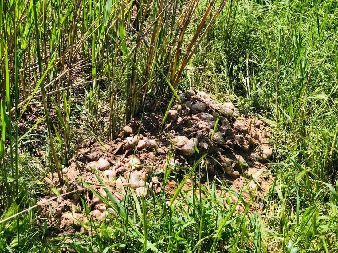 له‌ كێڵگه‌یه‌كی په‌له‌وه‌رى ته‌قته‌ق زیاتر له‌ 7000 جوجكه‌ مرداربوونەوە