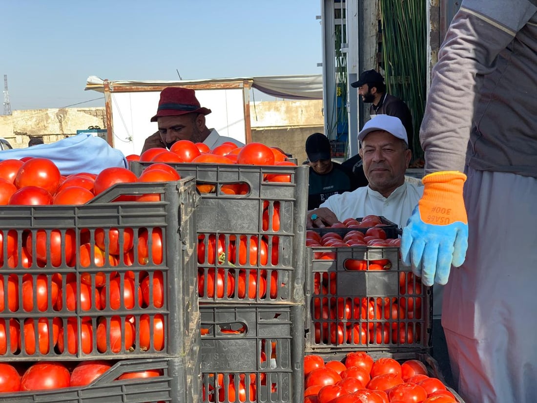 “طماطة نورة” تقفز من 4 آلاف إلى 22 ألفاً.. ربيعة تعوض خسائرها