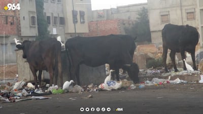بلدية في السليمانية: حركة المواشي ممنوعة ليل نهار داخل المدينة والغرامات قادمة