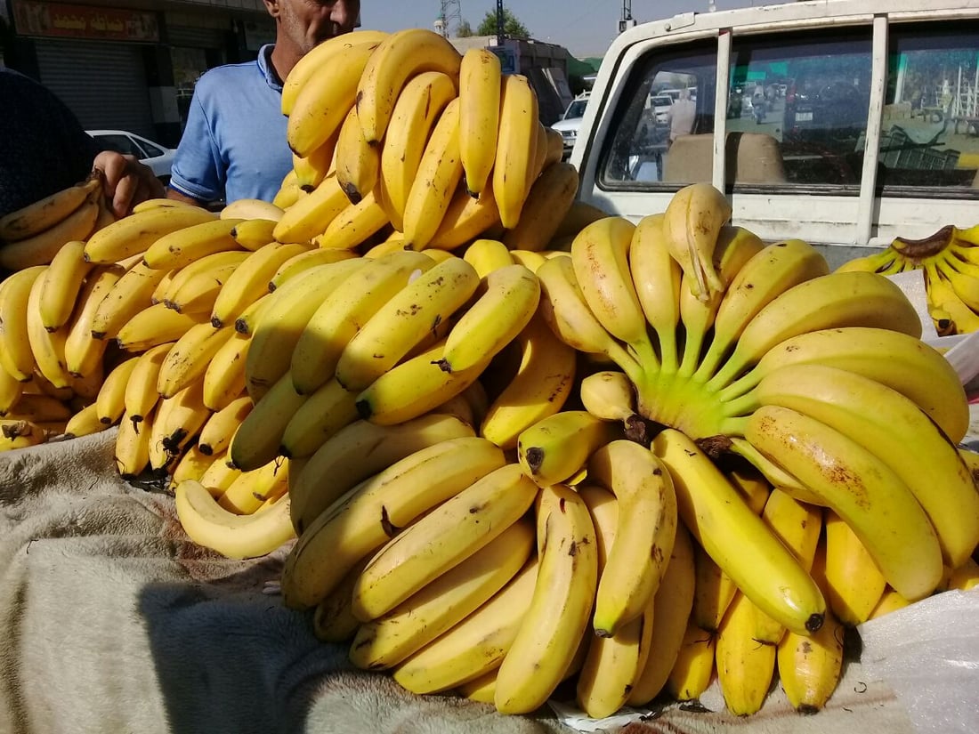 آلتون كوبري تأكل الموز من أربيل.. گوران يربح 100 دينار ويخسر دگة الميزان (صور)