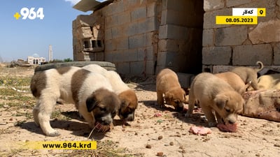 نۆ بێچووە سەگ بەهۆی مردنی دایکیانەوە بێناز بوون