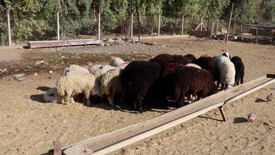 سامراء :حي المعامل يغص بقطعان المواشي بغياب الرقابة الصحية