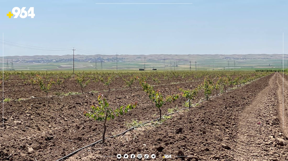 بەرهەمی باخ و رەزەکانی گەشتووەتە هەموو کوردستان