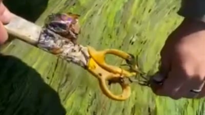 كه‌لوپه‌لى سیحر و جادو له‌ کەنارەکانی زێى دوكان ده‌دۆزرێته‌وه‌