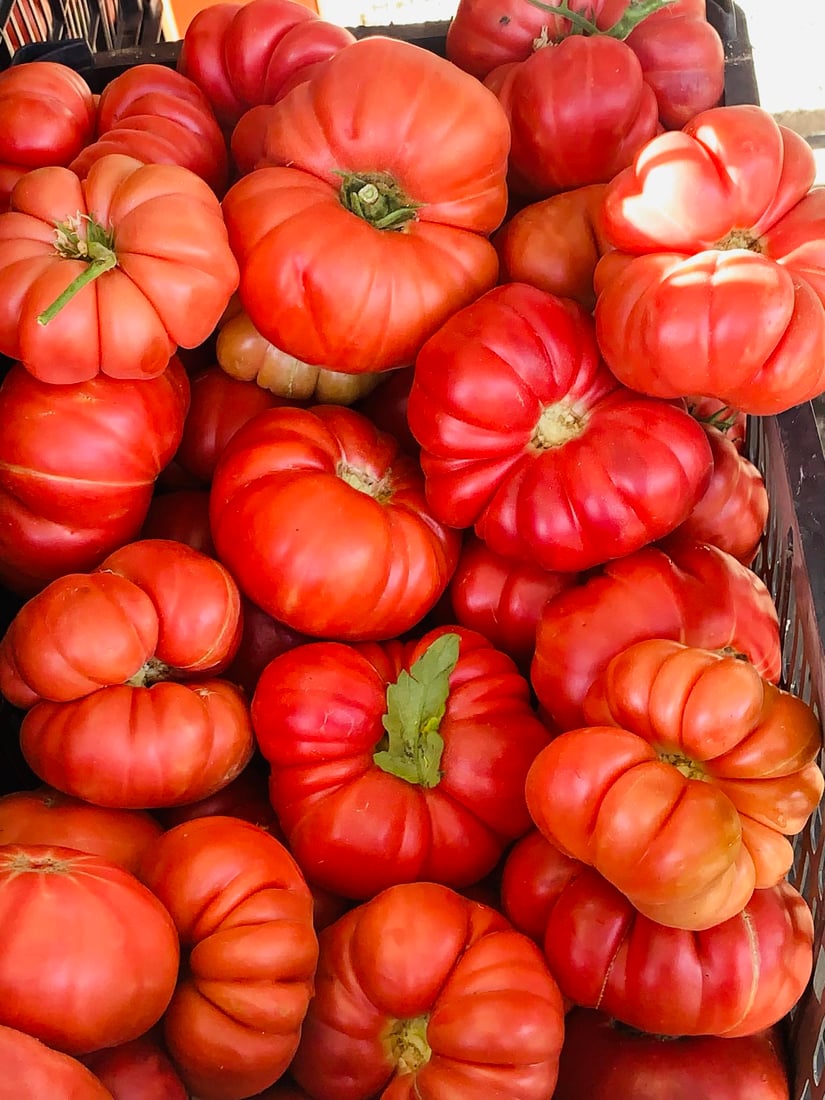 فرۆشیارێک؛ تەماتەی گوندی ئومەر گومەت بۆ دۆشاو بەرناکەوێ