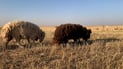 Rabi’a shepherds find summer pasture relief but face water, veterinary costs