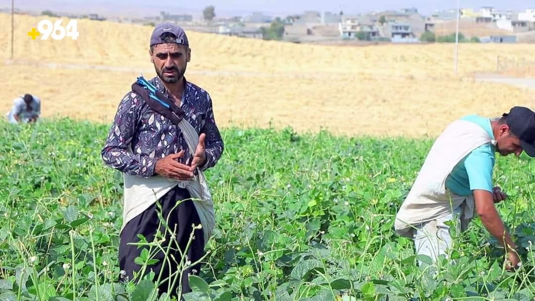 ته‌قته‌ق رۆژانه‌ 70 تۆن به‌رهه‌مى لۆبیاى هه‌بووه‌