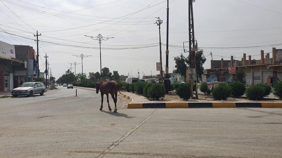 صور: خشية من تسرب لحمها للمطاعم.. حمير وبغال “تجتاح” شوارع تلعفر