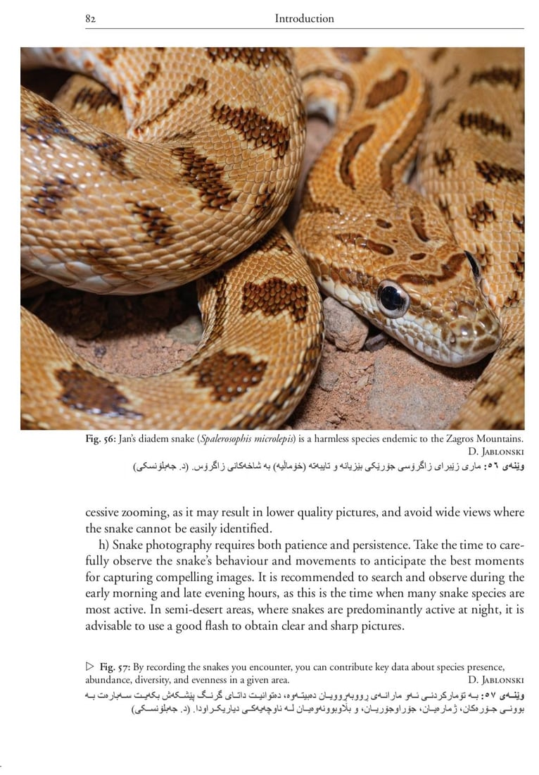 “ره‌شمار”ه‌ تێكئاڵاوه‌كان عاشق نین بەڵکو دوو مارى نێره‌ن و شه‌ڕ ده‌كه‌ن