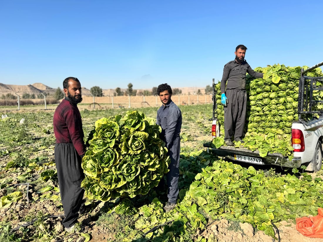 له‌ سێگردكان وه‌رزى لێكردنه‌وه‌ى كاهو ده‌ستپێكرد