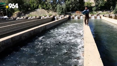 لە وەرزی قەدەغەی راودا ماسی سەلەمون رەواجی زۆرە