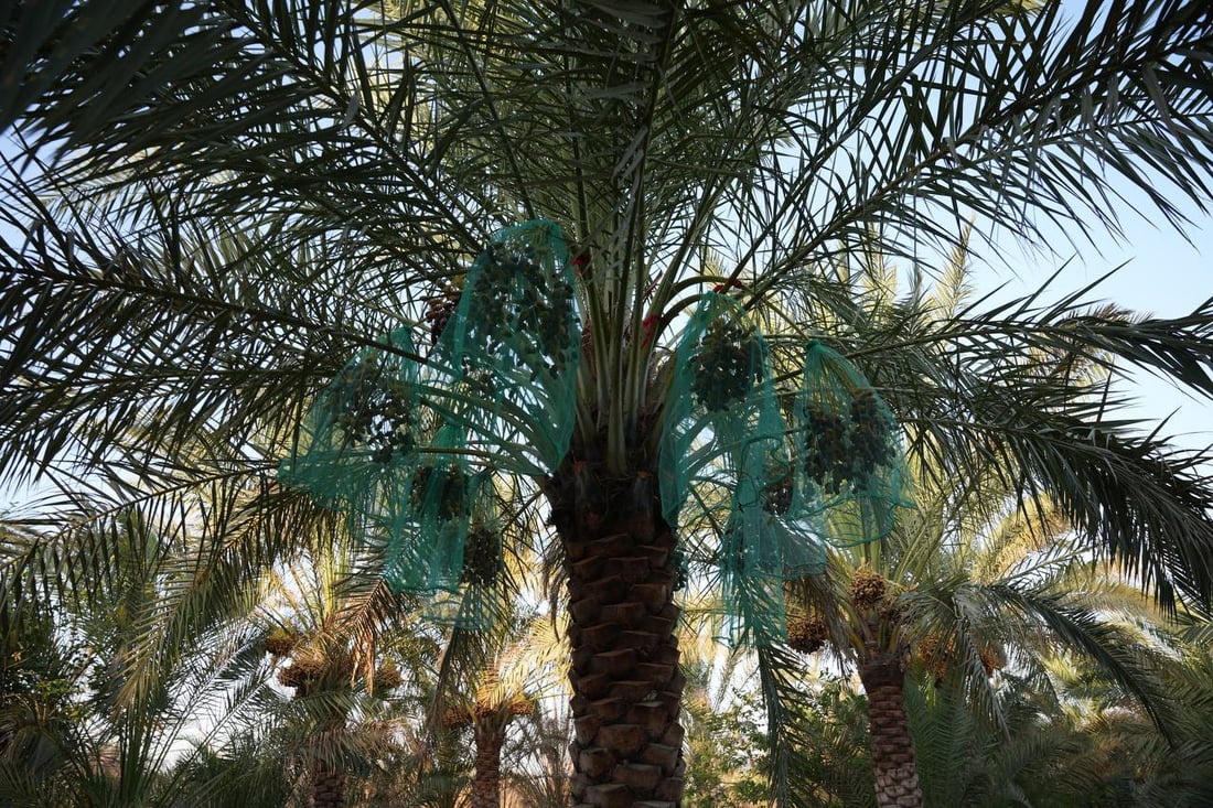فيديو: موسم الرطب بلغ الذروة شمال البصرة ويسوق 10 أطنان يومياً