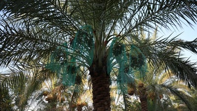 العراق الأول عالمياً في عدد النخيل والرابع بإنتاج التمور – الزراعة
